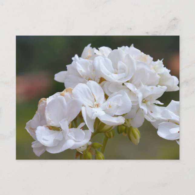 Postal Flores en Tenerife (Anverso)