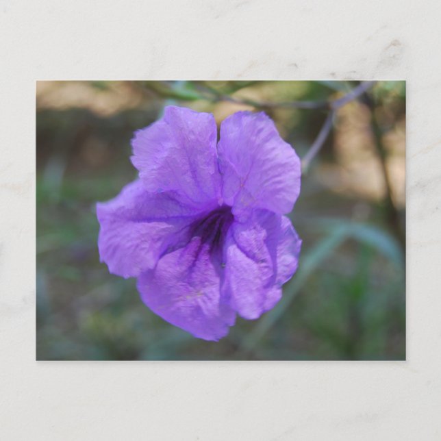 Postal Flores escocesas- Escocia (Anverso)