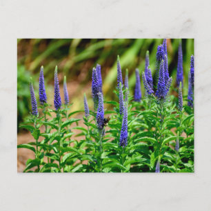 Postal Flores estelares de color violento