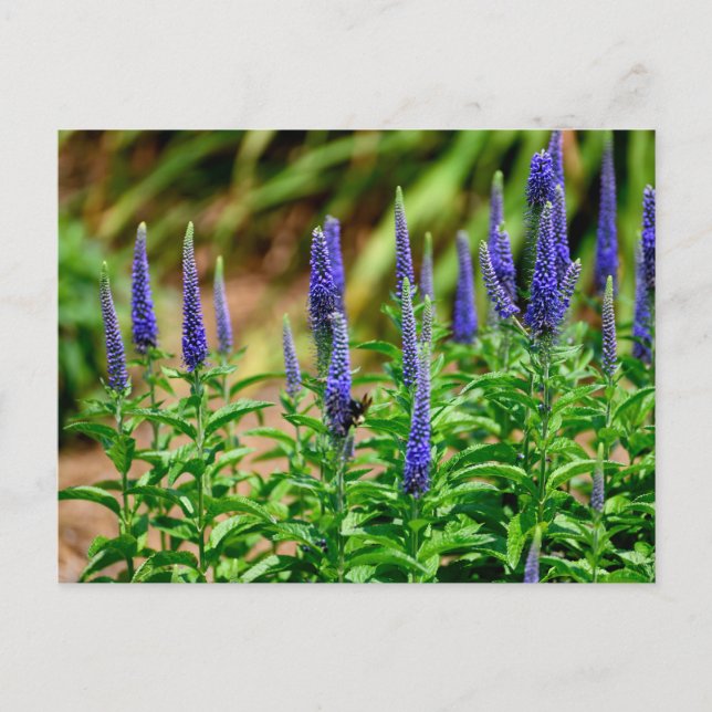 Postal Flores estelares de color violento (Anverso)