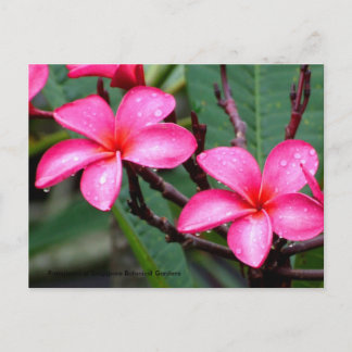 Postal Flores exóticas, frangipani en Singapore Botanic..
