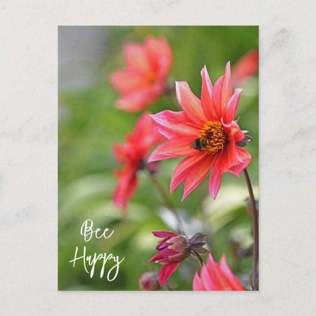 Postal Flores felices de Dahlia rosada y roja Wisley (Anverso)
