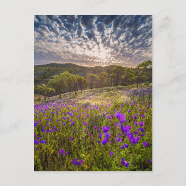 Postal Flores | Flinders Ranges Australia (Anverso)