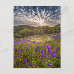 Postal Flores Flinders Ranges Australia