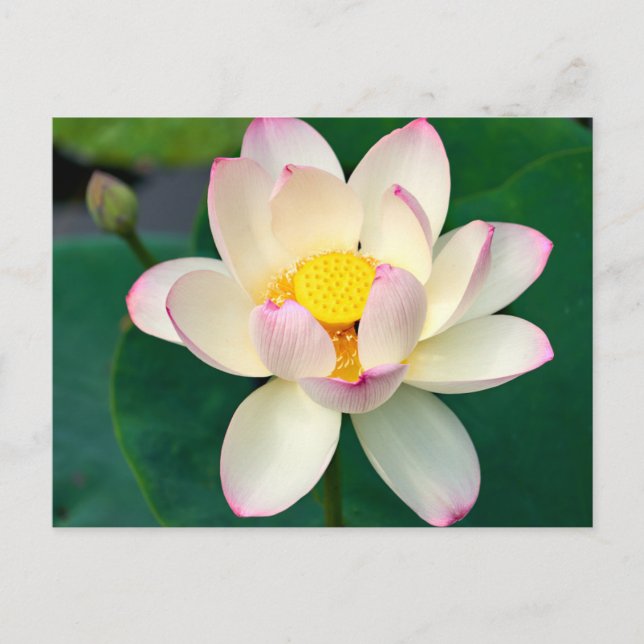 Postal Flores | Flor de Loto Acuática (Anverso)