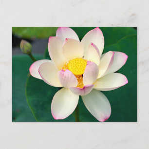 Postal Flores Flor de Loto Acuática