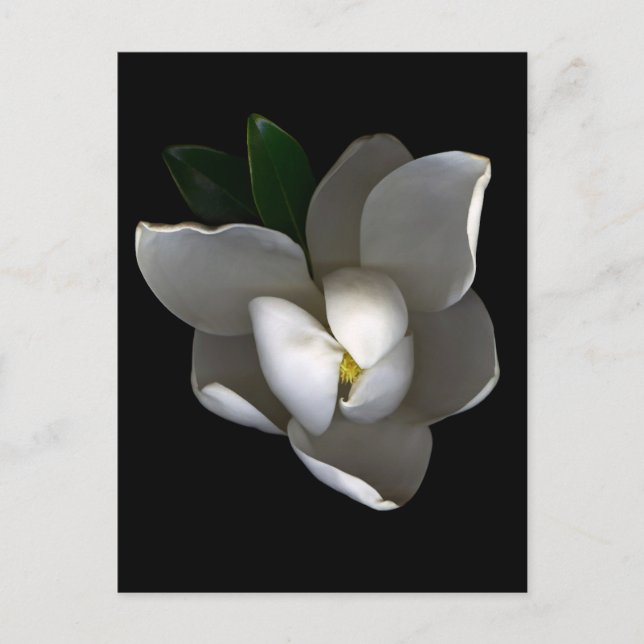 Postal Flores | Flor de magnolia blanca única (Anverso)