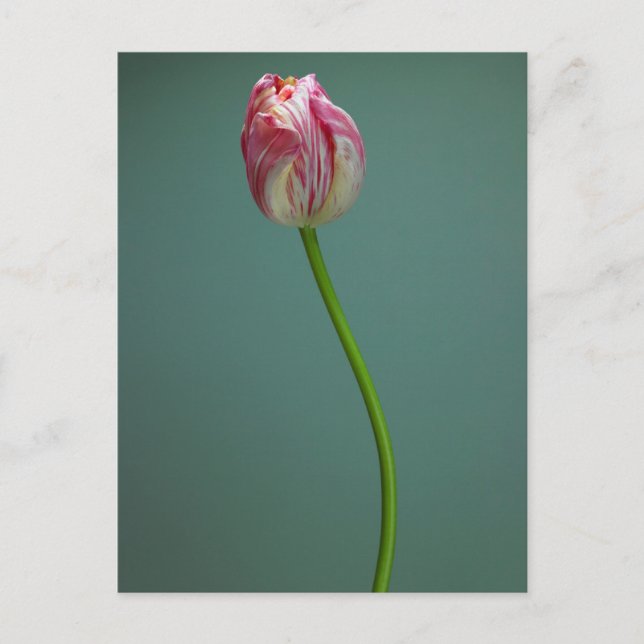 Postal Flores | Flor de tulipano simple (Anverso)