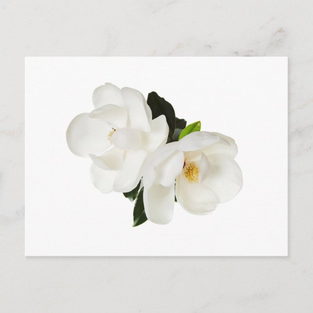 Postal Flores florales de Magnolias blancas (Anverso)