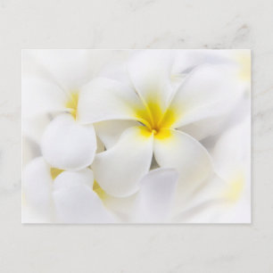Postal Flores florales de Plumeria Blanca Frangipani