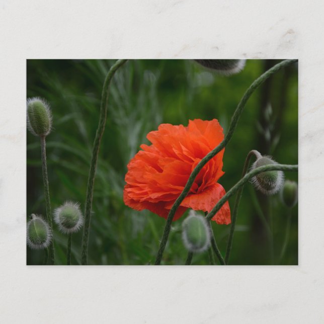 Postal flores florecen (Anverso)