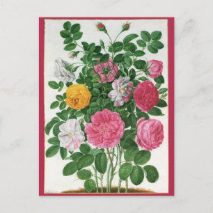 Postal Flores florecientes vintage, Rosas de Jardín de Pr