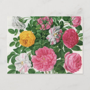 Postal Flores florecientes vintage, Rosas de Jardín de Pr