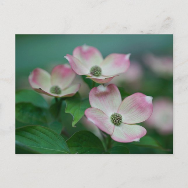 Postal Flores | Flores de dogwood (Anverso)