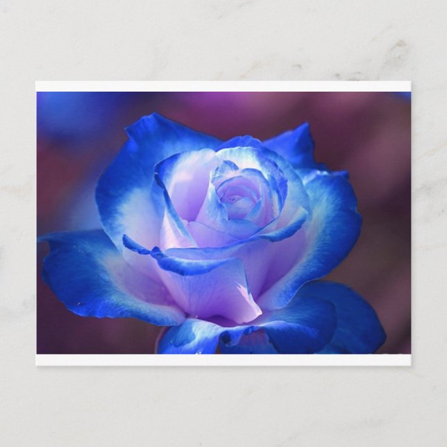 Postal flores flores flores flores rosa azul (Anverso)