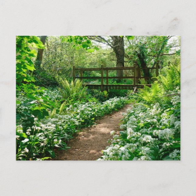 Postal Flores | Flores silvestres blancas en el bosque (Anverso)