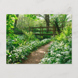 Postal Flores Flores silvestres blancas en el bosque