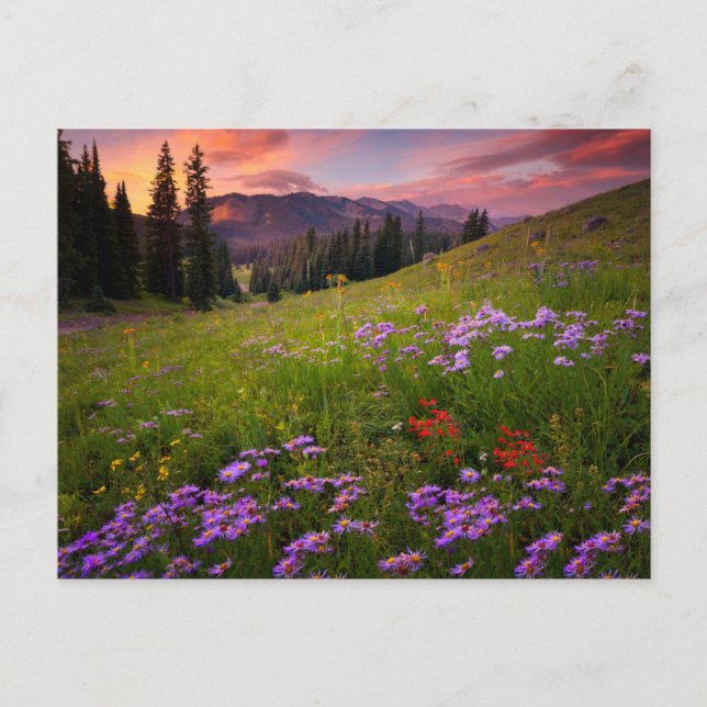 Postal Flores | Flores Silvestres Purpura Colorado (Anverso)