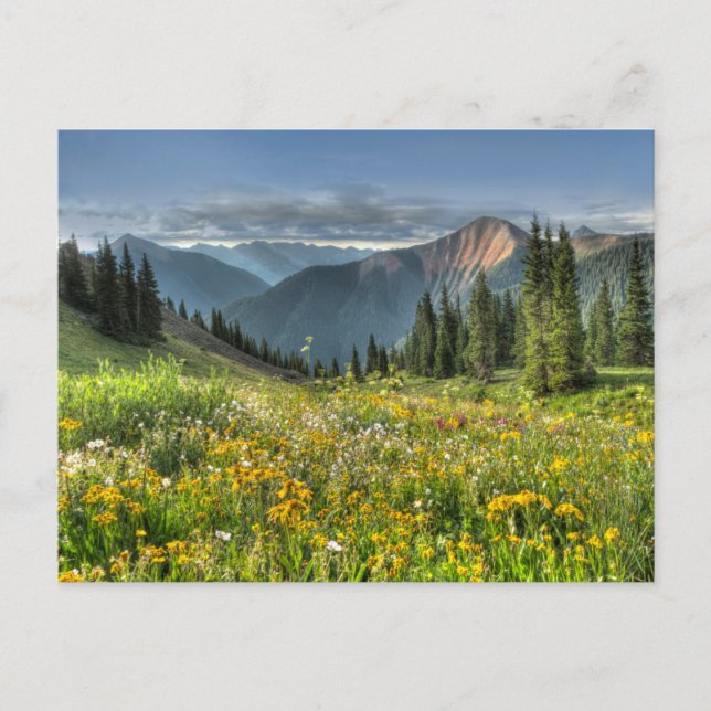 Postal Flores | Flores silvestres Silverton Colorado (Anverso)