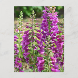 Postal Flores Foxglove