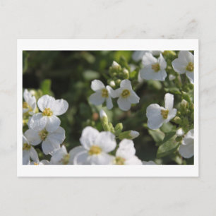 Postal Flores frescas de jardín de verano blancas y hojas