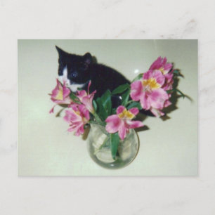 Postal Flores gatitas Vase Postcard