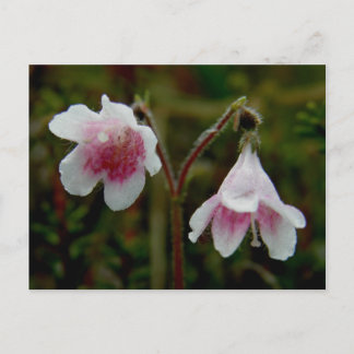 Postal Flores gemelas en flor, Isla Unalaska