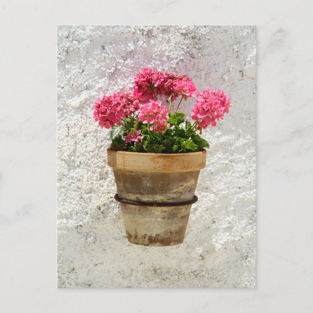 Postal Flores | Geranio en Flor en Maceta (Anverso)