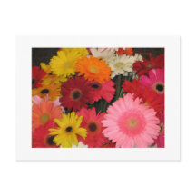 Flores gerberas