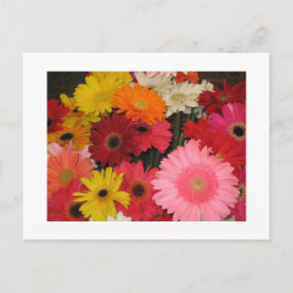 Postal Flores gerberas