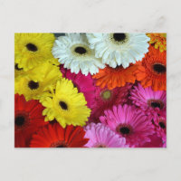 Flores germánicas coloridas