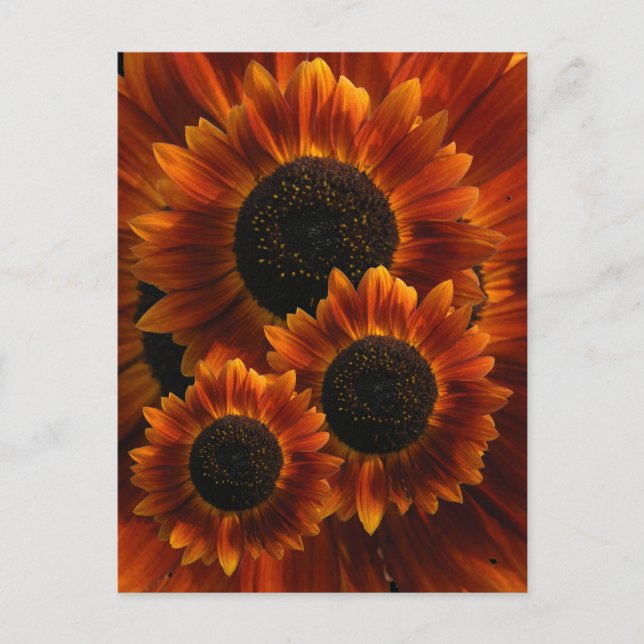 Postal Flores giratorias (Anverso)