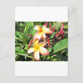 Postal Flores hawaianas - hermosas flores amarillas