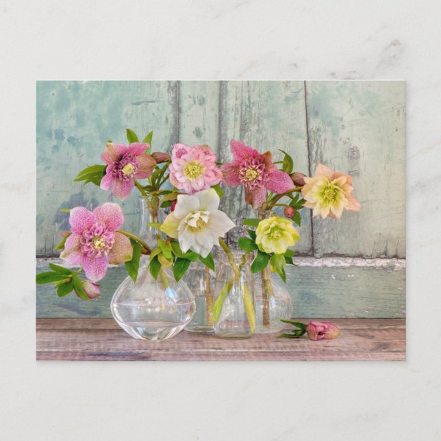Postal Flores | Hellebores en Floreros (Anverso)