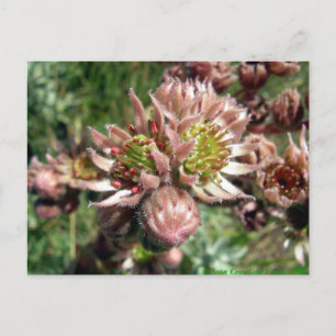 Postal Flores Hen y Chicks (Sempervivum)