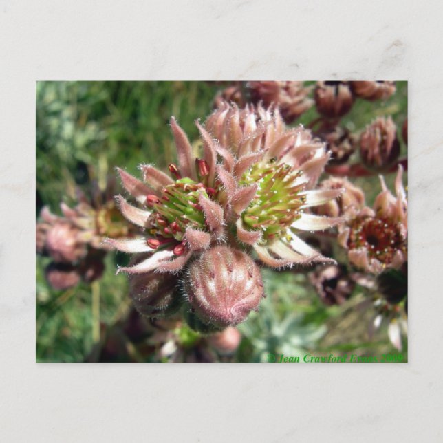 Postal Flores Hen y Chicks (Sempervivum) (Anverso)