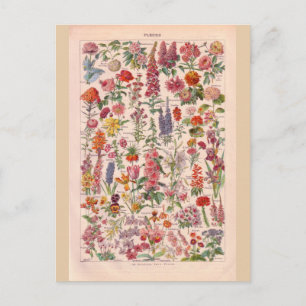 Postal Flores históricas de época