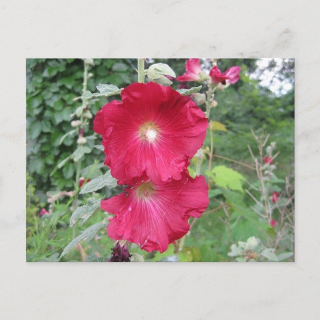 Postal Flores Hollyhock anticuadas (Anverso)