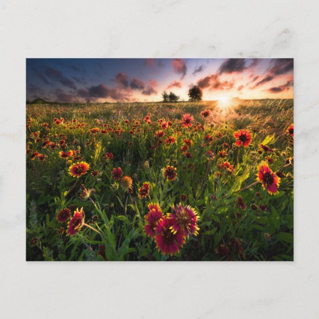 Postal Flores | Indio Blanket Wildflower Texas (Anverso)