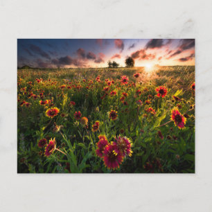 Postal Flores   Indio Blanket Wildflower Texas