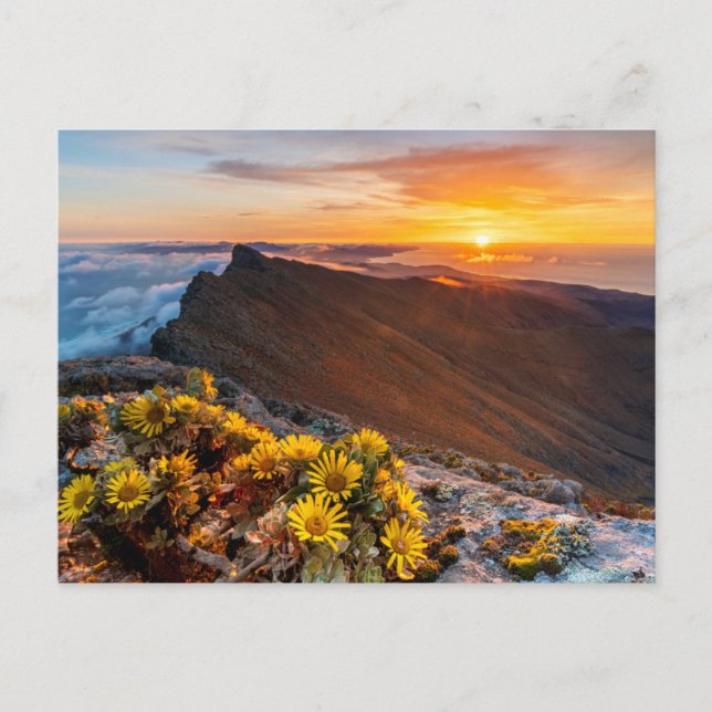 Postal Flores | Islas Canarias, España (Anverso)