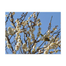 Flores japonesas de blanco y ciruelas: Japón