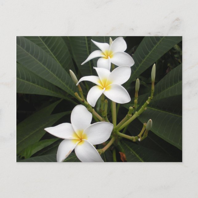 Postal Flores - Jardines botánicos de Bellingrath (Anverso)