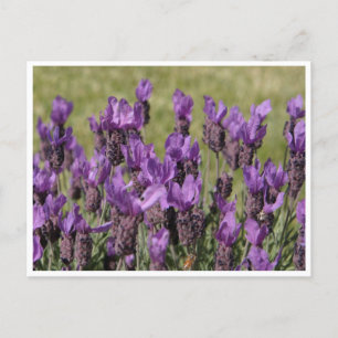 Postal Flores Lavender Meadow