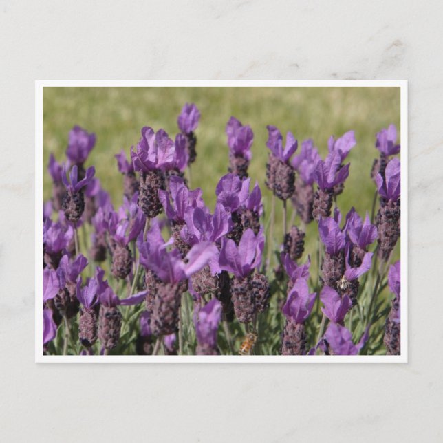 Postal Flores Lavender Meadow (Anverso)