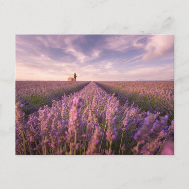 Postal Flores | Lavender Southern France (Anverso)