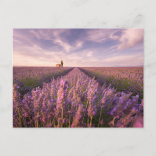 Postal Flores   Lavender Southern France