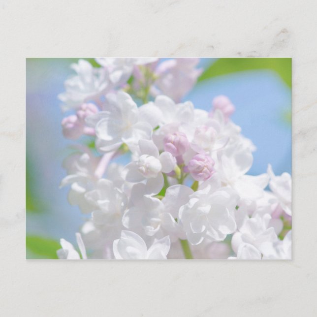 Postal Flores Lilac (Anverso)