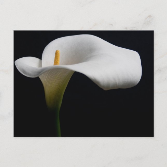 Postal Flores | Lirio de Calla Blanco (Anverso)