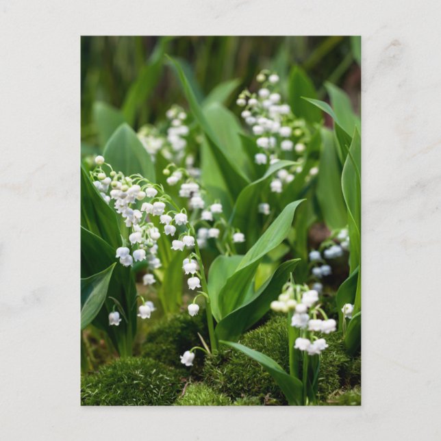 Postal Flores | Lirio de los Valles Suecia (Anverso)